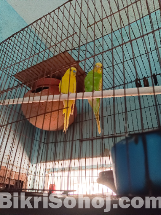 Desi raj golla kobutor